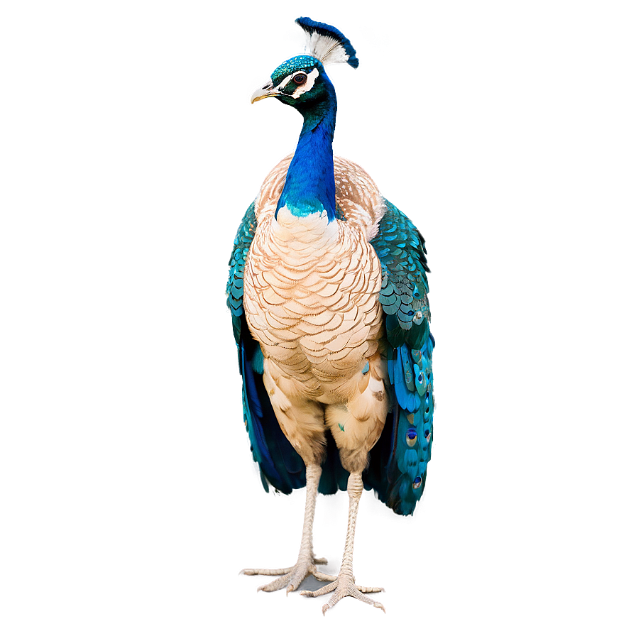 Royal Peacock Stance Png Djr PNG Image