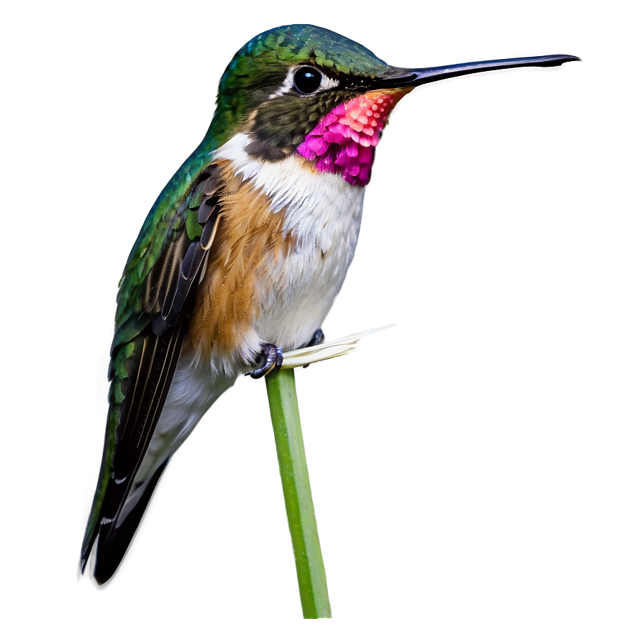 Ruby-throated Hummingbird Png Qti PNG Image