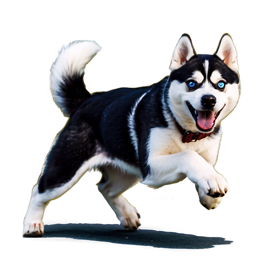 Running Siberian Husky Png 06252024 PNG Image