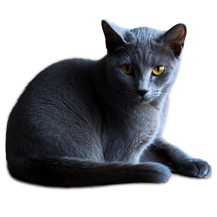 Russian Blue Cat In Shadow Png Myo30 PNG Image