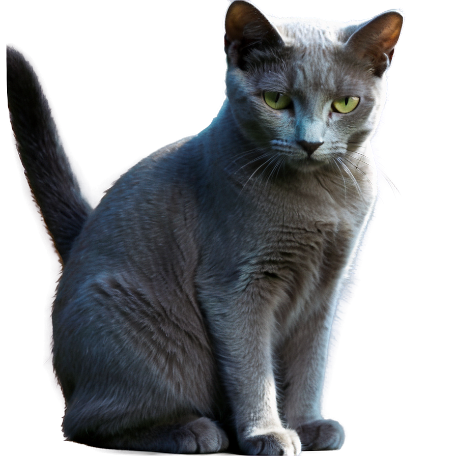 Russian Blue Cat In Sunlight Png Spo PNG Image