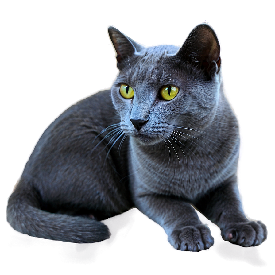 Russian Blue Cat Png 24 PNG Image