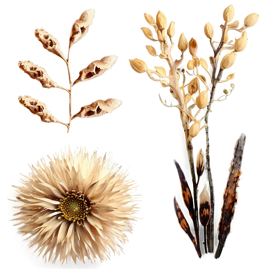 Rustic Dry Flowers Png Cun PNG Image