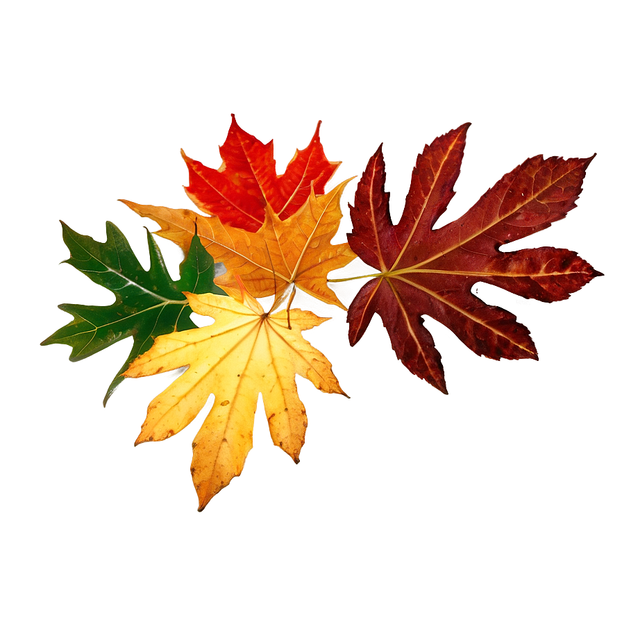 Rustic Fallen Leaves Arrangement Png 57 PNG Image