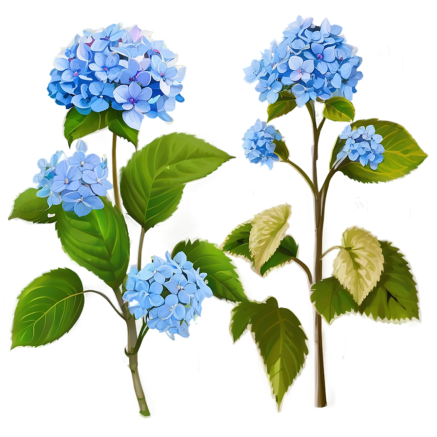 Rustic Hydrangea Png 05242024 PNG Image