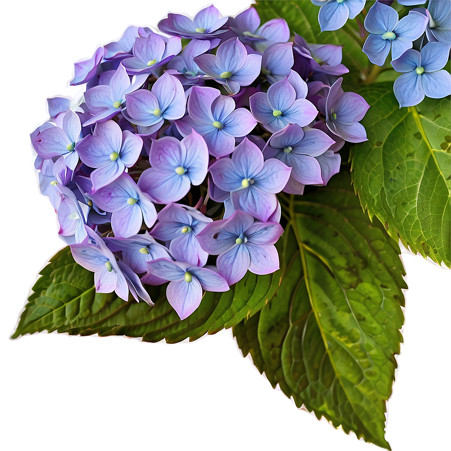 Rustic Hydrangea Png 05242024 PNG Image