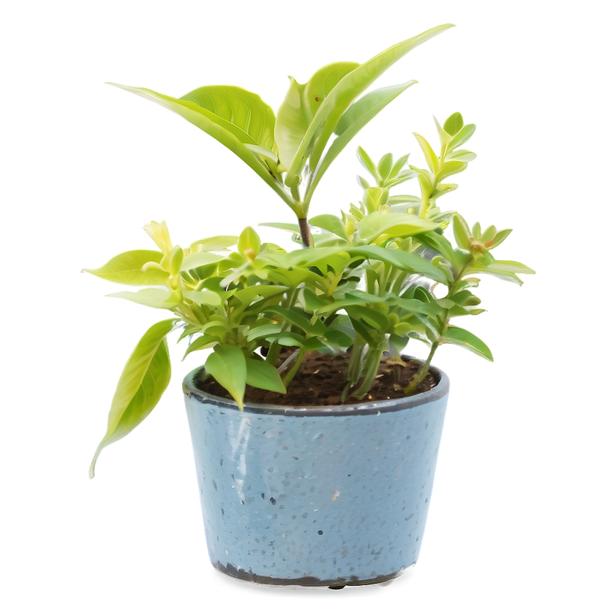 Rustic Small Plant Png 06132024 PNG Image