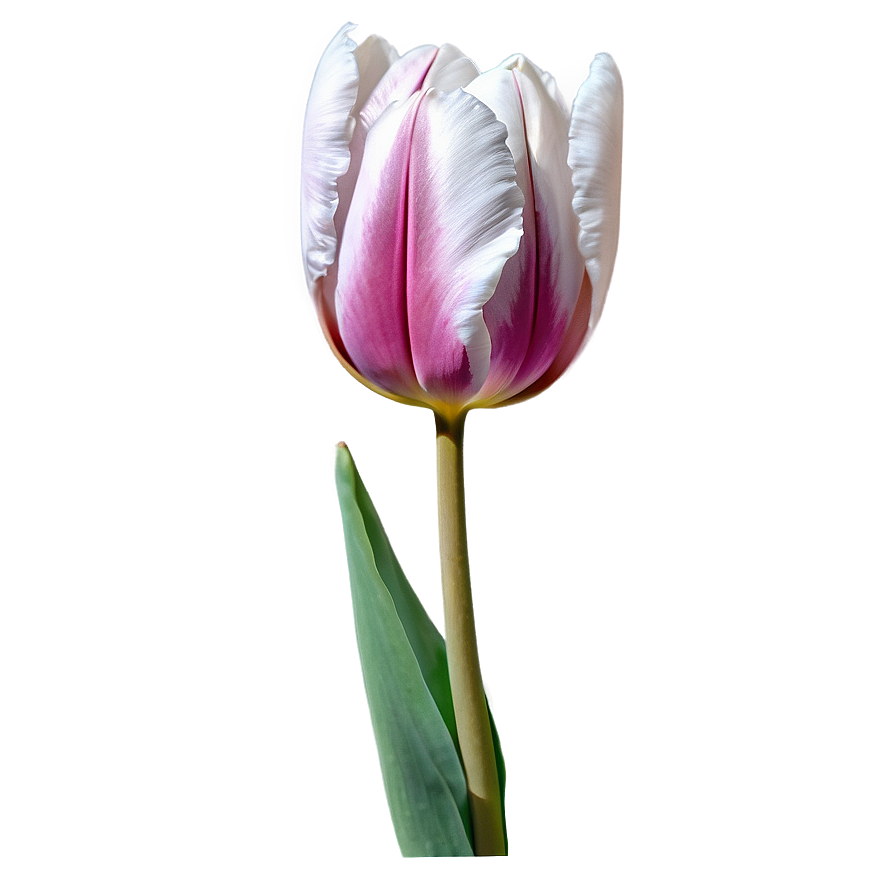 Rustic Tulip Png 85 PNG Image