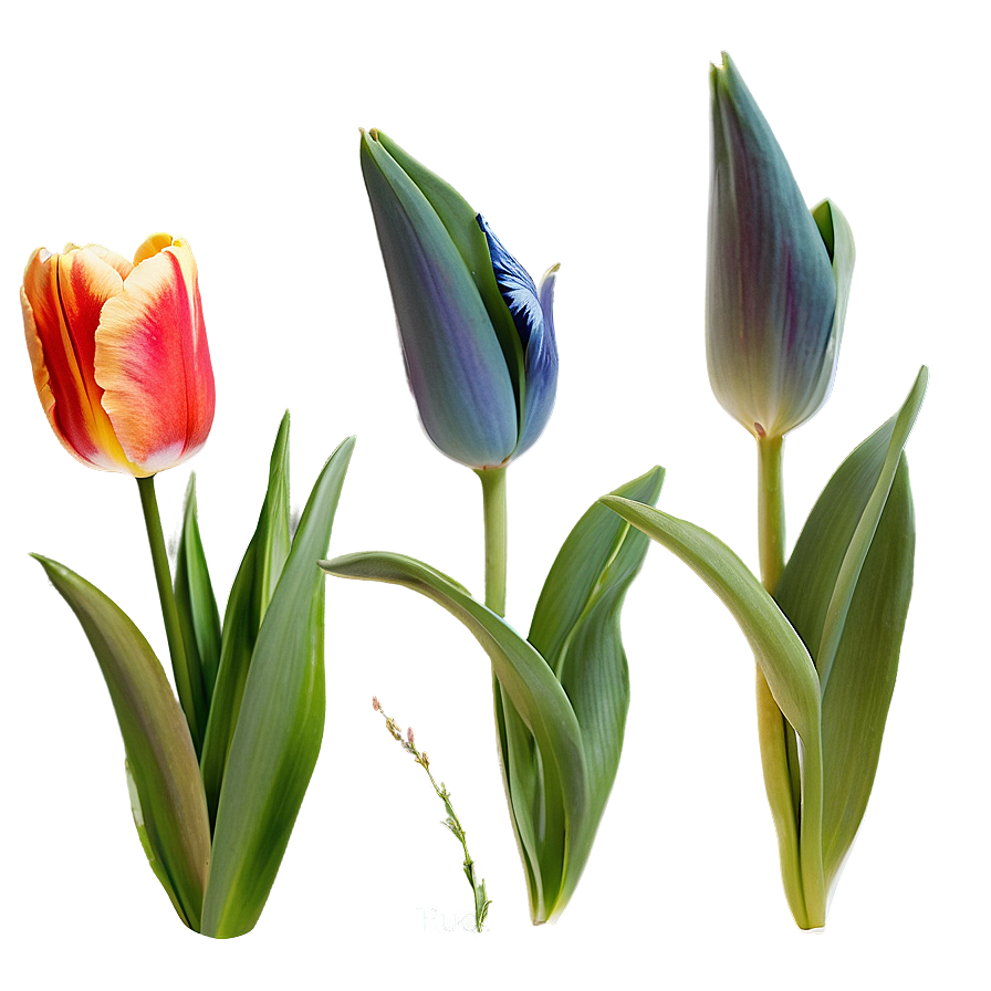 Rustic Tulip Png Gja53 PNG Image