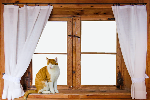 Rustic Window Cat Sitting PNG Image