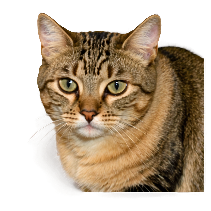 Sad Crying Cat Png 47 PNG Image