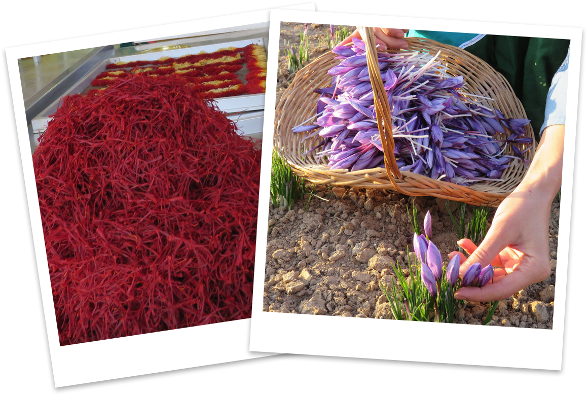 Saffron Harvestand Processing PNG Image