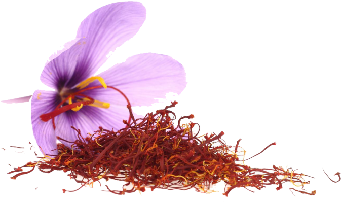 Saffron Stigmasand Flower.png PNG Image