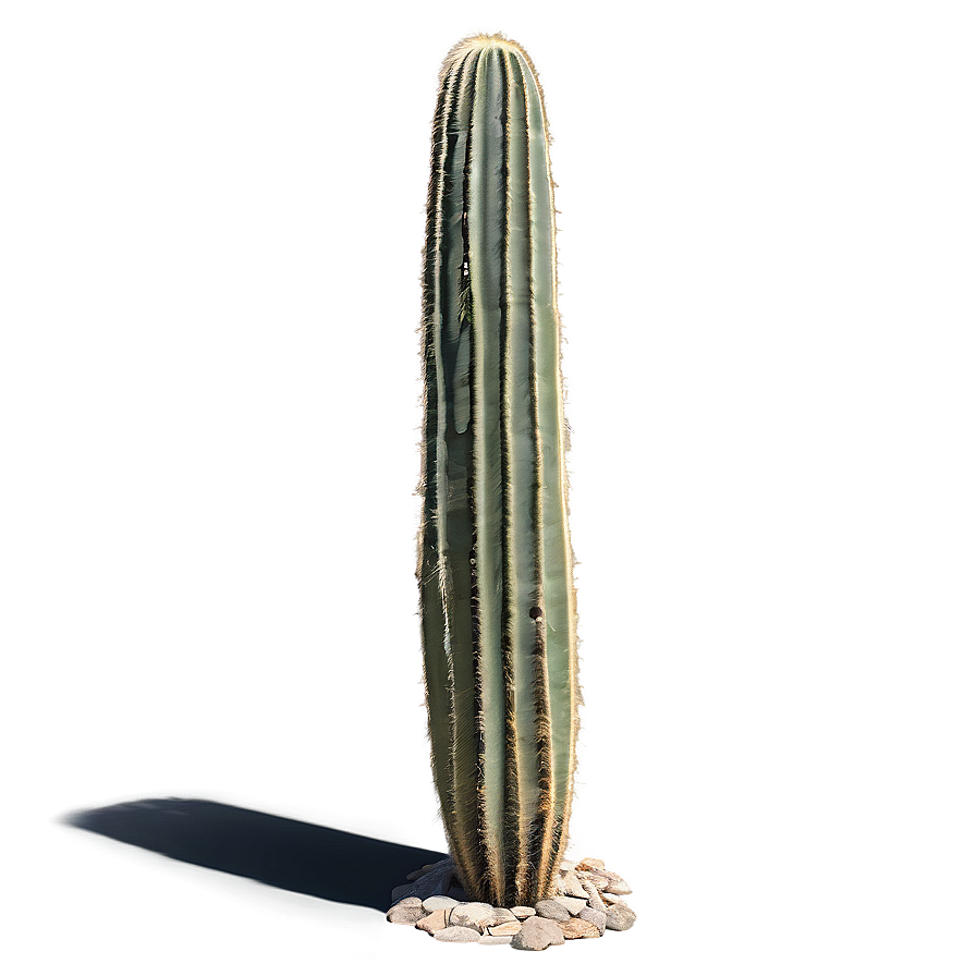 Saguaro Cactus Png Eeb34 PNG Image