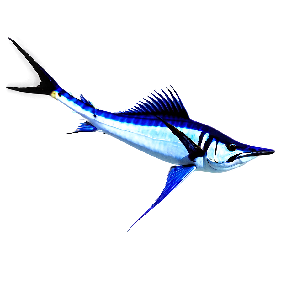 Sailfish Marine Life Png 06262024 PNG Image