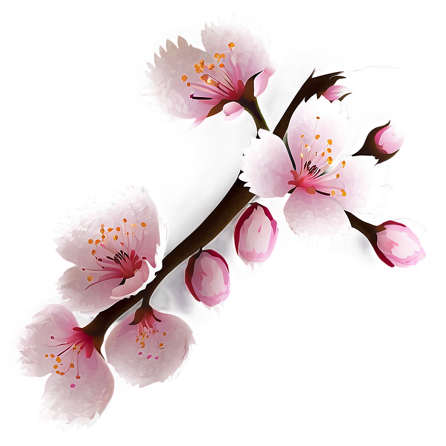 Sakura Flower Art Png Nwm PNG Image