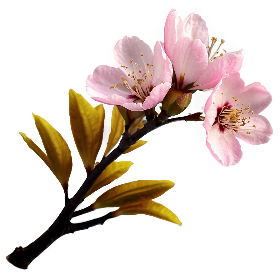 Sakura Flower Closeup Png 58 PNG Image