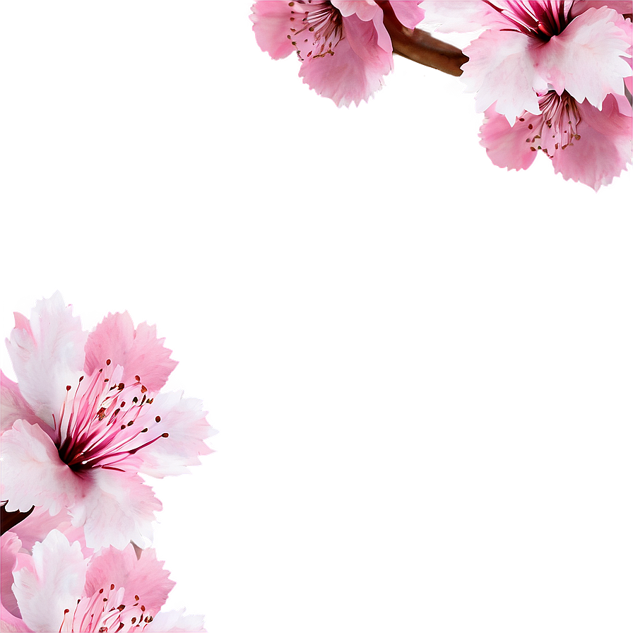 Sakura Flower Frame Png 06202024 PNG Image