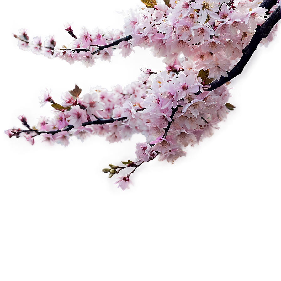 Sakura Tree Panoramic View Png Pyf10 PNG Image