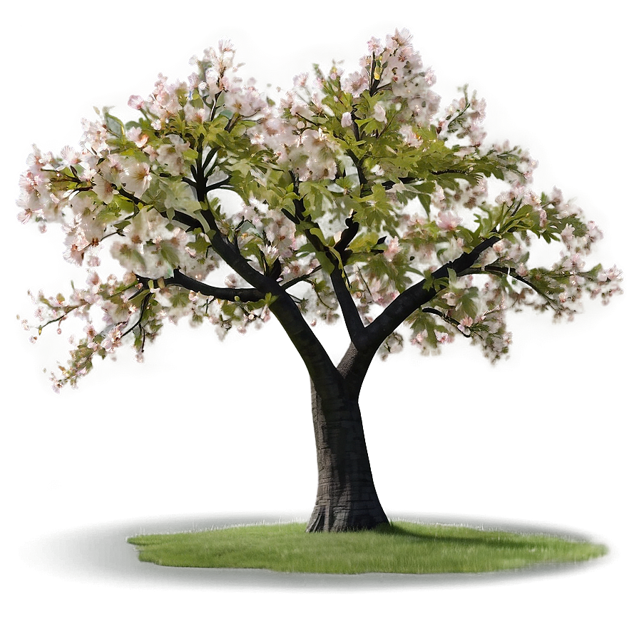 Sakura Tree With Farmhouse Scenery Png 06122024 PNG Image