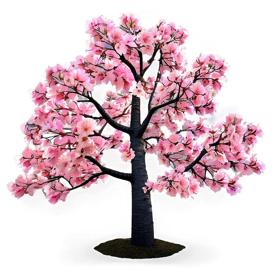 Sakura Tree With Sun Flare Png 06122024 PNG Image