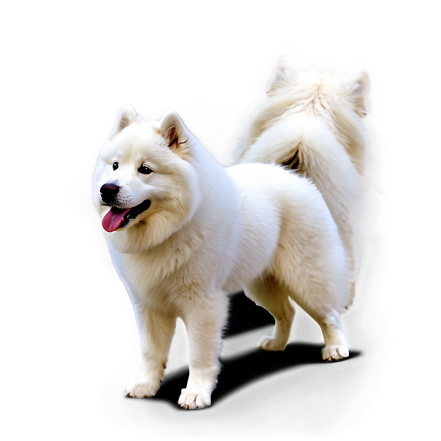 Samoyed A PNG Image