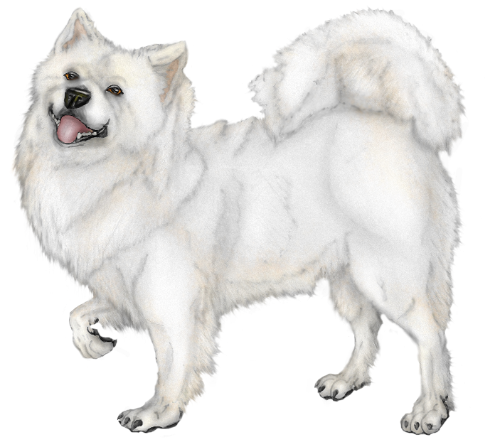 Samoyed Dog Illustration.png PNG Image