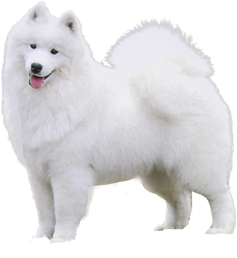 Samoyed Dog Standing Profile PNG Image