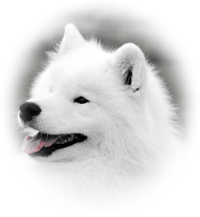 Samoyed Portrait Smiling Dog PNG Image