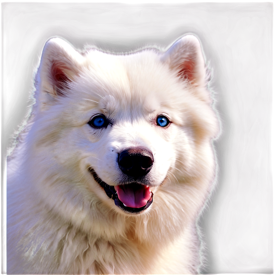 Samoyed With Blue Eyes Png 69 PNG Image