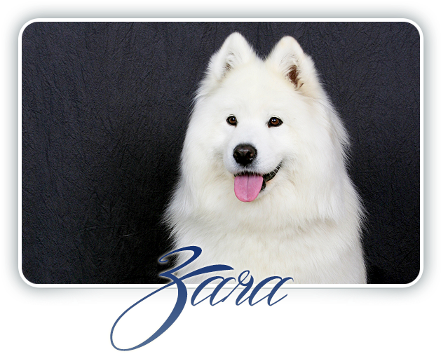 Samoyed Zara Portrait PNG Image