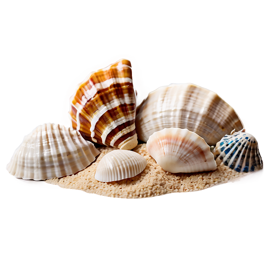 Sand And Sea Shells Png 51 PNG Image