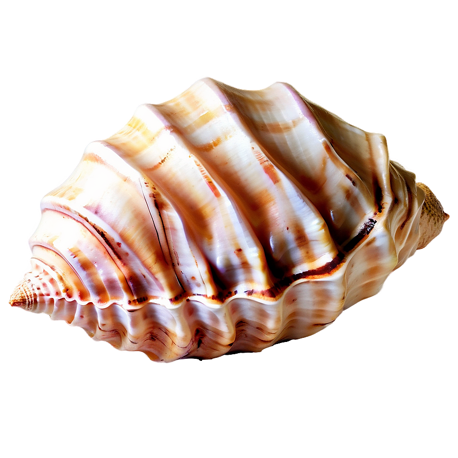 Sandy Beach Conch Shell Png Eap PNG Image