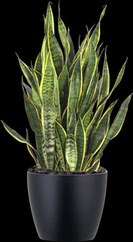 Sansevieria Snake Plantin Black Pot PNG Image