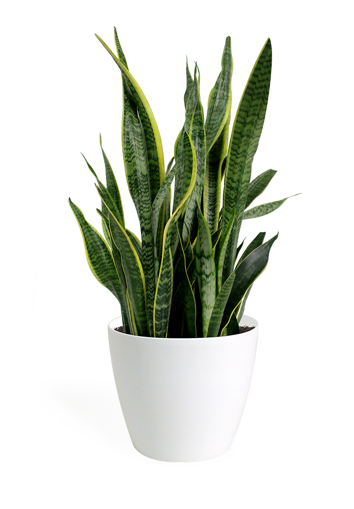 Sansevieria Snake Plantin White Pot PNG Image