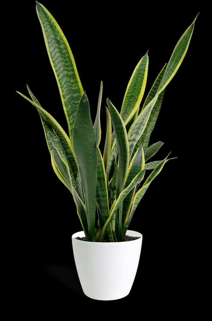 Sansevieria Snake Plantin White Pot PNG Image