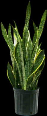 Sansevieria Trifasciata Plant PNG Image