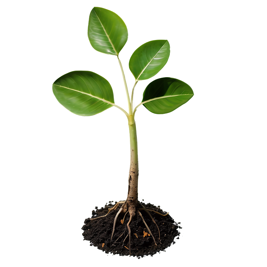 Sapling Sprout Png Yvt30 PNG Image