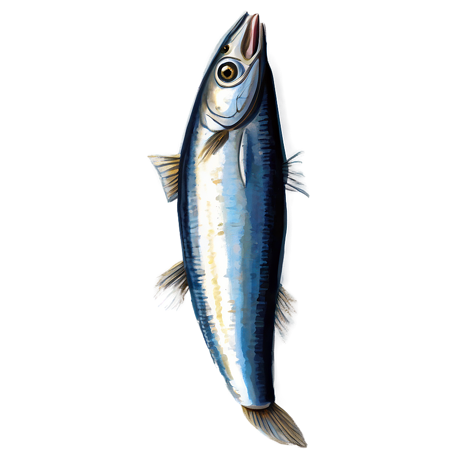 Sardine Drawing Png 20 PNG Image