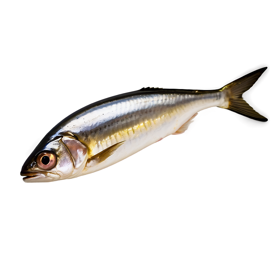 Sardine Oil Png Spj PNG Image