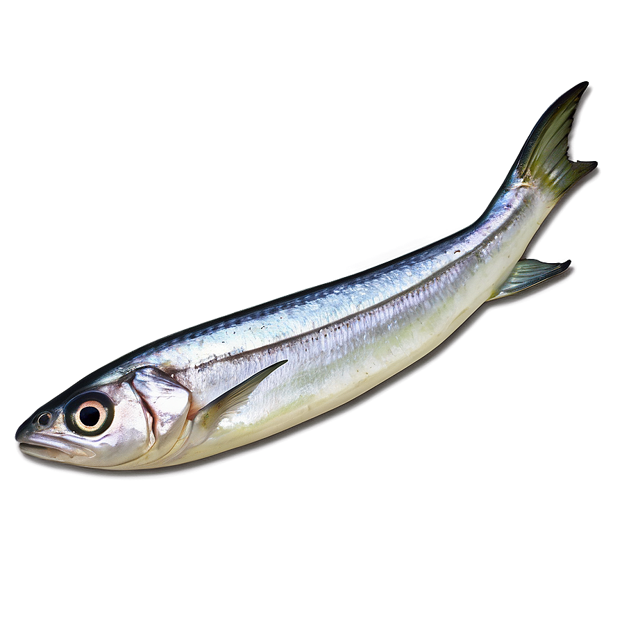 Sardine With Lemon Png 30 PNG Image