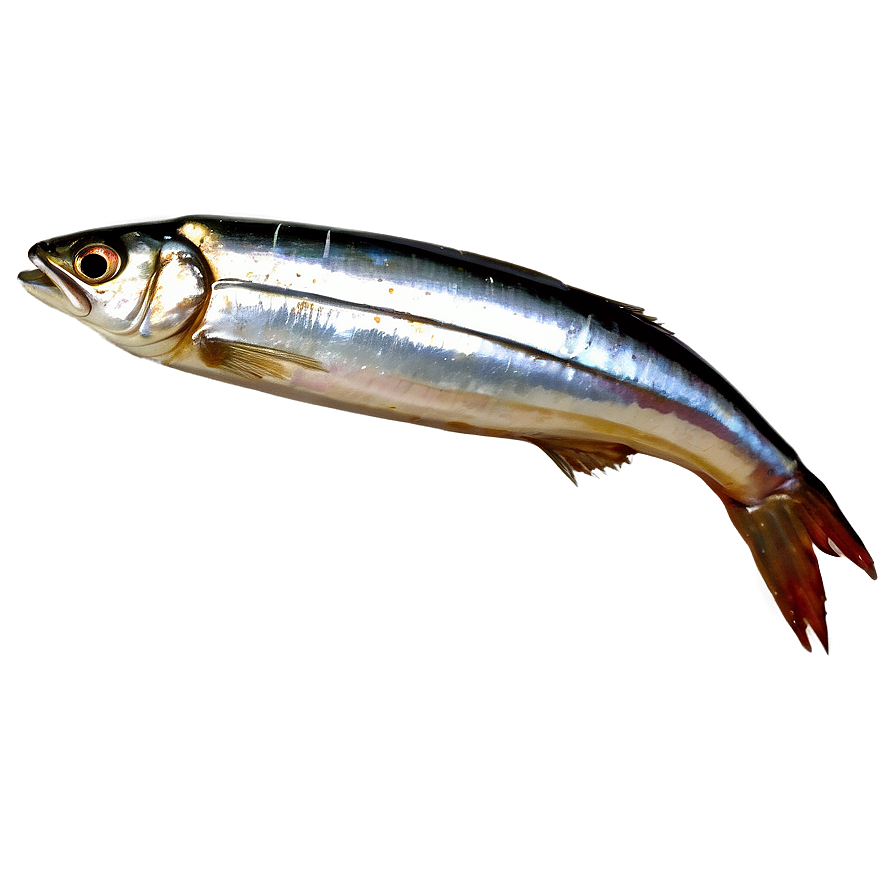 Sardines In Vinegar Png 21 PNG Image