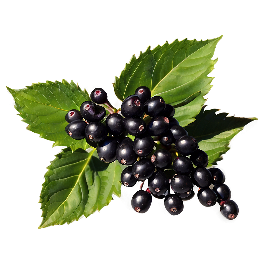 Satisfying Elderberry Png 05232024 PNG Image