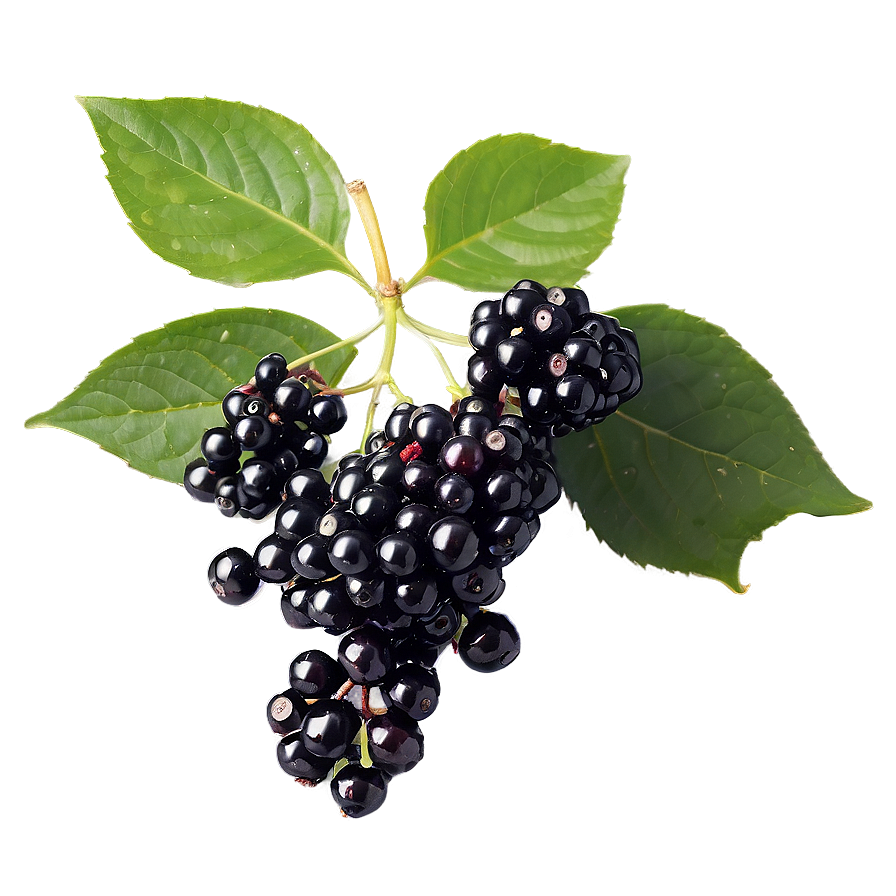 Satisfying Elderberry Png Fng PNG Image