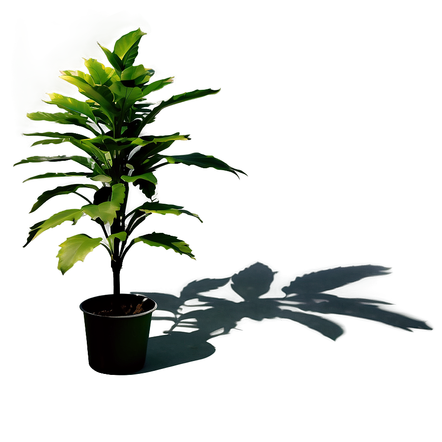 Savannah Plant Shadow Png Qro58 PNG Image