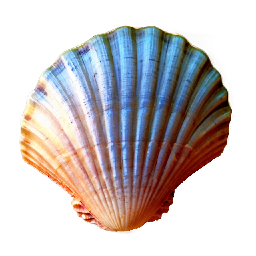 Scallop Shell Image Png 05212024 PNG Image