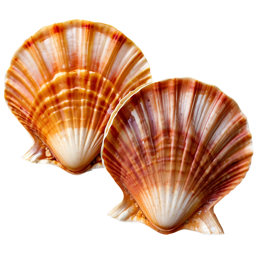 Scallop Shell Image Png Wjo99 PNG Image