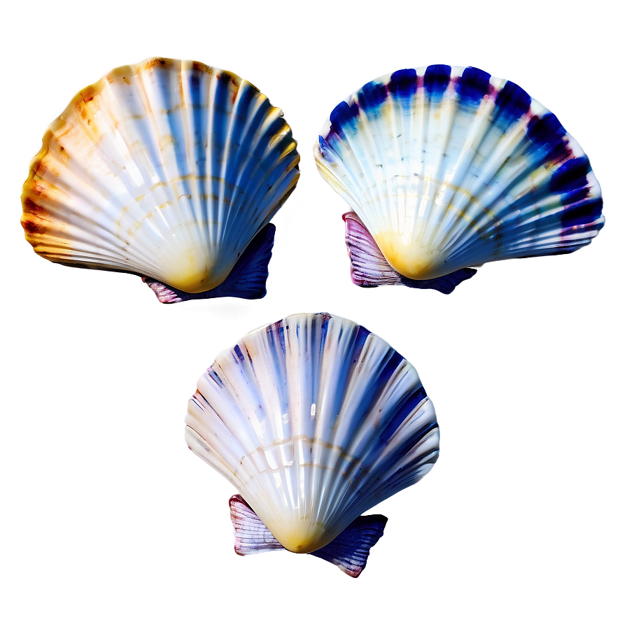 Scallop Shells Collection Png Iug PNG Image