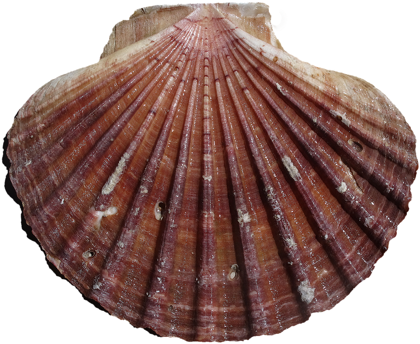 Scalloped Clam Shell Texture PNG Image