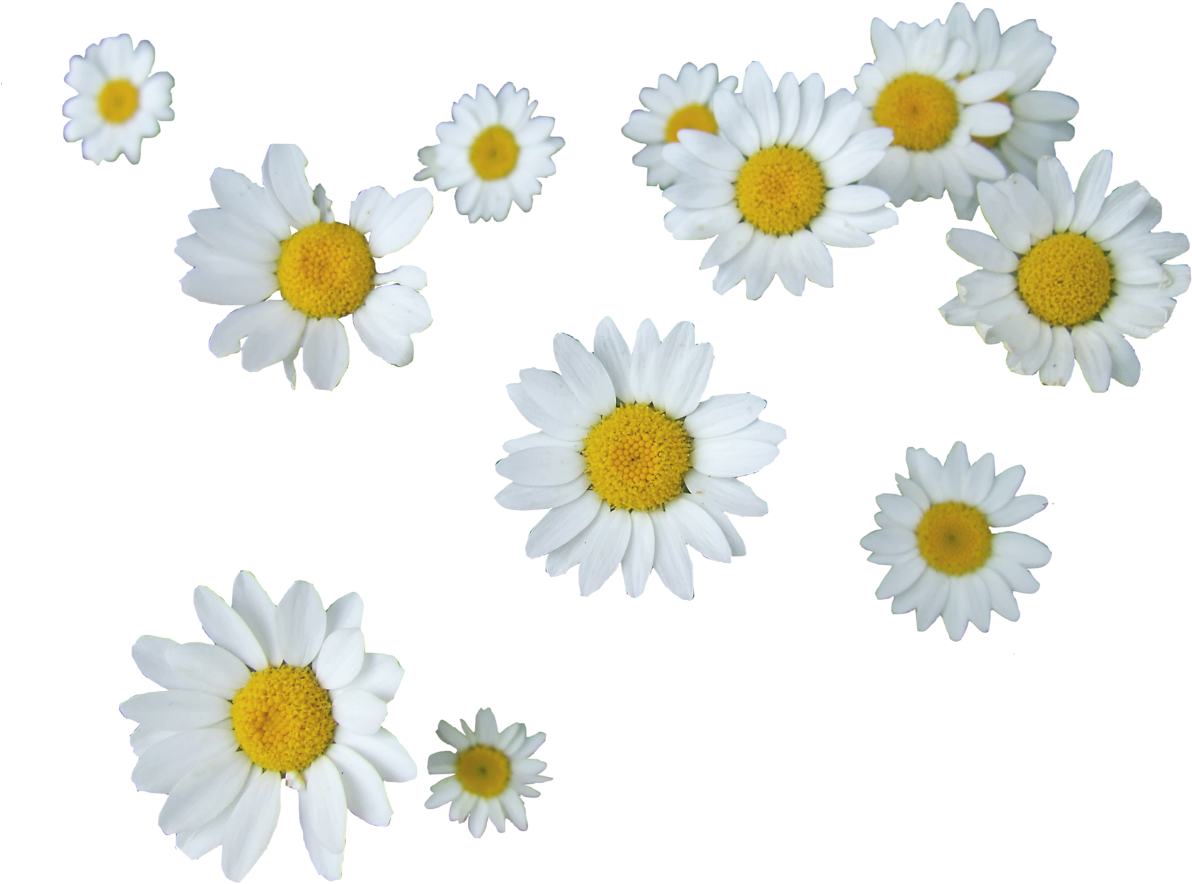 Scattered Daisies Transparent Background PNG Image